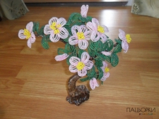 квітучий бонсай