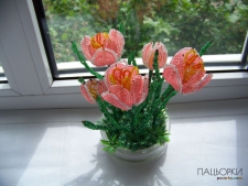 Тюльпанчики