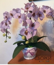 Орхідеї