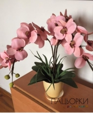 Орхідеї