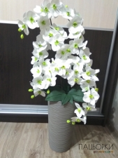 Орхідея велика