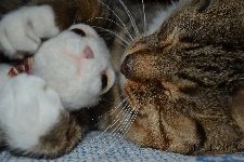 Котик из войлока