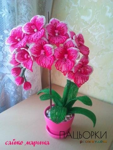 прекрасні орхідеї